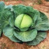 Kk Cross Hybrid Cabbage