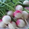 Red Head Radish