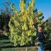 Shenandoah & Seedling Pawpaw Offer